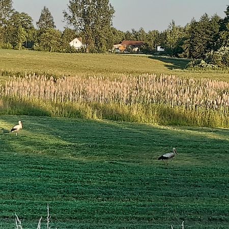 Domek W Kwiatach Zyndaki Eksteriør bilde